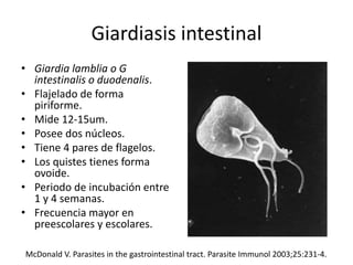 Giardiasis intestinal
• Giardia lamblia o G
intestinalis o duodenalis.
• Flajelado de forma
piriforme.
• Mide 12-15um.
• Posee dos núcleos.
• Tiene 4 pares de flagelos.
• Los quistes tienes forma
ovoide.
• Periodo de incubación entre
1 y 4 semanas.
• Frecuencia mayor en
preescolares y escolares.
McDonald V. Parasites in the gastrointestinal tract. Parasite Immunol 2003;25:231-4.
 