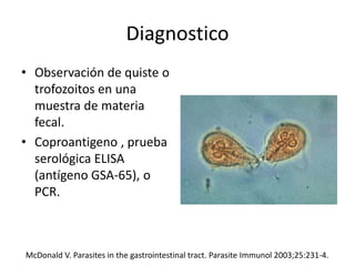 Diagnostico
• Observación de quiste o
trofozoitos en una
muestra de materia
fecal.
• Coproantigeno , prueba
serológica ELISA
(antígeno GSA-65), o
PCR.
McDonald V. Parasites in the gastrointestinal tract. Parasite Immunol 2003;25:231-4.
 