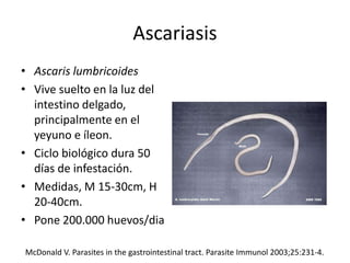 Ascariasis
• Ascaris lumbricoides
• Vive suelto en la luz del
intestino delgado,
principalmente en el
yeyuno e íleon.
• Ciclo biológico dura 50
días de infestación.
• Medidas, M 15-30cm, H
20-40cm.
• Pone 200.000 huevos/dia
McDonald V. Parasites in the gastrointestinal tract. Parasite Immunol 2003;25:231-4.
 
