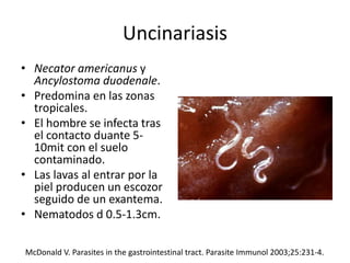 Uncinariasis
• Necator americanus y
Ancylostoma duodenale.
• Predomina en las zonas
tropicales.
• El hombre se infecta tras
el contacto duante 5-
10mit con el suelo
contaminado.
• Las lavas al entrar por la
piel producen un escozor
seguido de un exantema.
• Nematodos d 0.5-1.3cm.
McDonald V. Parasites in the gastrointestinal tract. Parasite Immunol 2003;25:231-4.
 
