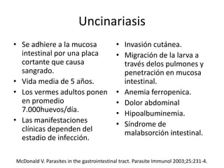 Uncinariasis
• Se adhiere a la mucosa
intestinal por una placa
cortante que causa
sangrado.
• Vida media de 5 años.
• Los vermes adultos ponen
en promedio
7.000huevos/día.
• Las manifestaciones
clínicas dependen del
estadio de infección.
• Invasión cutánea.
• Migración de la larva a
través delos pulmones y
penetración en mucosa
intestinal.
• Anemia ferropenica.
• Dolor abdominal
• Hipoalbuminemia.
• Síndrome de
malabsorción intestinal.
McDonald V. Parasites in the gastrointestinal tract. Parasite Immunol 2003;25:231-4.
 