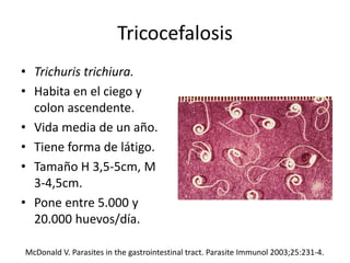 Tricocefalosis
• Trichuris trichiura.
• Habita en el ciego y
colon ascendente.
• Vida media de un año.
• Tiene forma de látigo.
• Tamaño H 3,5-5cm, M
3-4,5cm.
• Pone entre 5.000 y
20.000 huevos/día.
McDonald V. Parasites in the gastrointestinal tract. Parasite Immunol 2003;25:231-4.
 