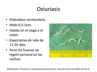 Oxiuriasis
• Enterobius vermicularis.
• Mide 0.3-1cm.
• Habita en el ciego y el
colon.
• Expectativa de vida de
11-35 días.
• Pone los huevos en
región perianal en las
noches.
McDonald V. Parasites in the gastrointestinal tract. Parasite Immunol 2003;25:231-4.
 