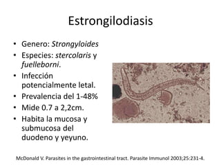 Estrongilodiasis
• Genero: Strongyloides
• Especies: stercolaris y
fuelleborni.
• Infección
potencialmente letal.
• Prevalencia del 1-48%
• Mide 0.7 a 2,2cm.
• Habita la mucosa y
submucosa del
duodeno y yeyuno.
McDonald V. Parasites in the gastrointestinal tract. Parasite Immunol 2003;25:231-4.
 
