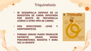 Triquinelosis
• SE DESARROLLA DESPUES DE LA
INGESTIÓN DE CARNE INFESTADA
POR QUISTE DE TRICHINELLA
(CERDO U OTRO TIPO DE CARNE)
• SON INFECCIONES LEVES Y
ASINTOMATICAS.
• FORMAS GRAVES PUEDE PRODUCIR
ENTERITIS GRAVE, EDEMA
PERIORBITARIO, MIOSITIS Y RARA
VEZ LA MUERTE
 