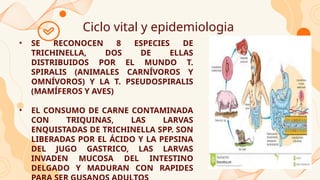 Ciclo vital y epidemiologia
• SE RECONOCEN 8 ESPECIES DE
TRICHINELLA, DOS DE ELLAS
DISTRIBUIDOS POR EL MUNDO T.
SPIRALIS (ANIMALES CARNÍVOROS Y
OMNÍVOROS) Y LA T. PSEUDOSPIRALIS
(MAMÍFEROS Y AVES)
• EL CONSUMO DE CARNE CONTAMINADA
CON TRIQUINAS, LAS LARVAS
ENQUISTADAS DE TRICHINELLA SPP. SON
LIBERADAS POR EL ÁCIDO Y LA PEPSINA
DEL JUGO GASTRICO, LAS LARVAS
INVADEN MUCOSA DEL INTESTINO
DELGADO Y MADURAN CON RAPIDES
 