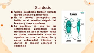 Giardosis
● Giardia intestinalis también llamada
giardia lamblia o g.deudonalis
● Es un protozo cosmopolita que
habita en el intestino delgado del
humano y otros mamíferos
● La giardosis es una de las
enfermedades parasitarias mas
frecuentes en todo el mundo , tanto
en países desarrollados como en
aquellos en vías de desarrollo y
causa enfermedad intestinal y
diarrea de carácter endémico o
epidémico
 