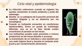 ● La infección sobreviene cuando se ingieren los
quistes resistentes al medio ambiente y acido del
estomago.
● Giardia es un patógeno de la porción proximal del
intestino delgado y no se disemina por vía
hematógena .
● Cuando un trofozoíto encuentra en condiciones
desfavorables, forma un quiste de morfología
diferente, que es en la fase donde suelen
encontrarse al parasito en las heces.
● Los trofozoítos pueden estar presentes e incluso
predominar en las heces blandas o acuosas.
● La transmisión de un individuo u otro también por
una mala higiene fecal y durante el contacto anal-
bucal y por contaminación alimentaria.
Ciclo vital y epidemiologia
 