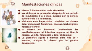 Manifestaciones clínicas
● diarrea fulminante con mala absorción
● los síntomas se presentan después de un periodo
de incubación 5 a 6 días, aunque por lo general
suele ser de 1 a 3 semanas.
● síntomas más importantes consisten en diarrea,
dolor abdominal, flatulencia, eructos, borborigmos,
náusea y vómito.
● la diarrea es frecuente, predominan las
manifestaciones del intestino delgado del tipo de
náusea, vómito, flatulencia y dolor abdominal.
● La giardiosis aguda a menudo dura más de 1
semana, aunque la diarrea por lo general
desaparece.
 