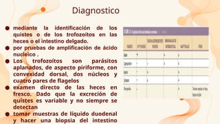 Diagnostico
● mediante la identificación de los
quistes o de los trofozoítos en las
heces o el intestino delgado.
● por pruebas de amplificación de ácido
nucleico .
● Los trofozoítos son parásitos
aplanados, de aspecto piriforme, con
convexidad dorsal, dos núcleos y
cuatro pares de flagelos
● examen directo de las heces en
fresco. Dado que la excreción de
quistes es variable y no siempre se
detectan
● tomar muestras de líquido duodenal
y hacer una biopsia del intestino
 