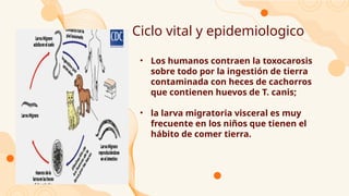 Ciclo vital y epidemiologico
• Los humanos contraen la toxocarosis
sobre todo por la ingestión de tierra
contaminada con heces de cachorros
que contienen huevos de T. canis;
• la larva migratoria visceral es muy
frecuente en los niños que tienen el
hábito de comer tierra.
 