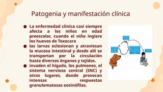 Patogenia y manifestación clínica
● La enfermedad clínica casi siempre
afecta a los niños en edad
preescolar, cuando el niño ingiere
los huevos de Toxocara
● las larvas eclosionan y atraviesan
la mucosa intestinal y desde allí se
transportan por la circulación
hasta diversos órganos y tejidos.
● invaden el hígado, los pulmones, el
sistema nervioso central (SNC) y
otros lugares, donde provocan
intensas respuestas
granulomatosas eosinófilas.
 