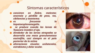 Síntomas característicos
● consisten en fiebre, malestar,
anorexia y pérdida de peso, tos,
sibilancias y exantema;
● es frecuente la
hepatoesplenomegalia.
● se produce cuando las larvas de
Toxocara invaden el ojo.
● Alrededor de las larvas atrapadas se
desarrolla una masa granulomatosa
eosinófila, casi siempre en el polo
posterior de la retina
● alteraciones visuales unilaterales,
estrabismo y dolor ocular.
 