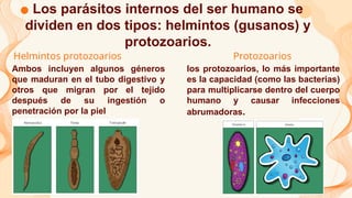 Helmintos protozoarios
Ambos incluyen algunos géneros
que maduran en el tubo digestivo y
otros que migran por el tejido
después de su ingestión o
penetración por la piel
Protozoarios
los protozoarios, lo más importante
es la capacidad (como las bacterias)
para multiplicarse dentro del cuerpo
humano y causar infecciones
abrumadoras.
Los parásitos internos del ser humano se
dividen en dos tipos: helmintos (gusanos) y
protozoarios.
 