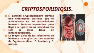 CRIPTOSPORIDIOSIS.
● El parásito Cryptosporidium provoca
una enfermedad diarreica que es
autolimitada en los hospedadores
humanos inmunocompetentes, pero
llega a ser grave en los individuos con
sida u otros tipos de
inmunodeficiencia.
● La mayor parte de las infecciones en
humanos se origina por dos especies
de Cryptosporidium, C. hominis y C.
parvum.
 