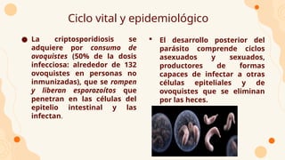 Ciclo vital y epidemiológico
 El desarrollo posterior del
parásito comprende ciclos
asexuados y sexuados,
productores de formas
capaces de infectar a otras
células epiteliales y de
ovoquistes que se eliminan
por las heces.
● La criptosporidiosis se
adquiere por consumo de
ovoquistes (50% de la dosis
infecciosa: alrededor de 132
ovoquistes en personas no
inmunizadas), que se rompen
y liberan esporozoítos que
penetran en las células del
epitelio intestinal y las
infectan.
 