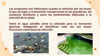 ● Los ovoquistes son infecciosos cuando se eliminan por las heces,
lo que da lugar a transmisión interpersonal en las guarderías, los
contactos familiares y entre los profesionales dedicados a la
atención de la salud.
● Tanto el agua potable como la utilizada para la recreación
(piscinas, toboganes) se identifican cada vez con mayor
frecuencia como focos de infección.
 