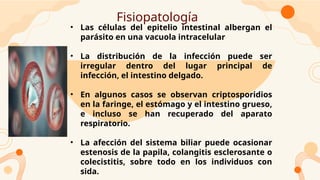• Las células del epitelio intestinal albergan el
parásito en una vacuola intracelular
• La distribución de la infección puede ser
irregular dentro del lugar principal de
infección, el intestino delgado.
• En algunos casos se observan criptosporidios
en la faringe, el estómago y el intestino grueso,
e incluso se han recuperado del aparato
respiratorio.
• La afección del sistema biliar puede ocasionar
estenosis de la papila, colangitis esclerosante o
colecistitis, sobre todo en los individuos con
sida.
Fisiopatología
 