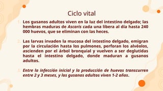Ciclo vital
1. Los gusanos adultos viven en la luz del intestino delgado; las
hembras maduras de Ascaris cada una libera al día hasta 240
000 huevos, que se eliminan con las heces.
2. Las larvas invaden la mucosa del intestino delgado, emigran
por la circulación hasta los pulmones, perforan los alvéolos,
ascienden por el árbol bronquial y vuelven a ser deglutidas
hasta el intestino delgado, donde maduran a gusanos
adultos.
3. Entre la infección inicial y la producción de huevos transcurren
entre 2 y 3 meses, y los gusanos adultos viven 1-2 años.
 