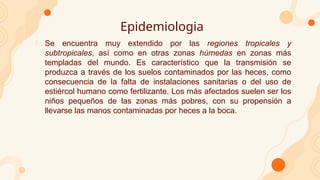 Epidemiologia
1. Se encuentra muy extendido por las regiones tropicales y
subtropicales, así como en otras zonas húmedas en zonas más
templadas del mundo. Es característico que la transmisión se
produzca a través de los suelos contaminados por las heces, como
consecuencia de la falta de instalaciones sanitarias o del uso de
estiércol humano como fertilizante. Los más afectados suelen ser los
niños pequeños de las zonas más pobres, con su propensión a
llevarse las manos contaminadas por heces a la boca.
 