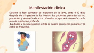 Manifestación clínica
Durante la fase pulmonar de migración de la larva, entre 9-12 días
después de la ingestión de los huevos, los pacientes presentan tos no
productiva y sensación de ardor retroesternal, que se incrementa con la
tos o la inspiración profunda.
La disnea y la expectoración teñida de sangre son menos comunes y la
fiebre es frecuente.
 
