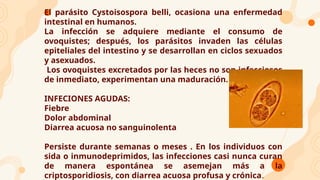 El parásito Cystoisospora belli, ocasiona una enfermedad
intestinal en humanos.
La infección se adquiere mediante el consumo de
ovoquistes; después, los parásitos invaden las células
epiteliales del intestino y se desarrollan en ciclos sexuados
y asexuados.
Los ovoquistes excretados por las heces no son infecciosos
de inmediato, experimentan una maduración.
INFECIONES AGUDAS:
Fiebre
Dolor abdominal
Diarrea acuosa no sanguinolenta
Persiste durante semanas o meses . En los individuos con
sida o inmunodeprimidos, las infecciones casi nunca curan
de manera espontánea se asemejan más a la
criptosporidiosis, con diarrea acuosa profusa y crónica.
 