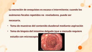 La excreción de ovoquistes es escasa e intermitente; cuando los
exámenes fecales repetidos no reveladores, puede ser
necesaria.
• Toma de muestras del contenido duodenal mediante aspiración
• Toma de biopsia del intestino delgado (que a menudo requiere
estudio con microscopio electrónico).
 
