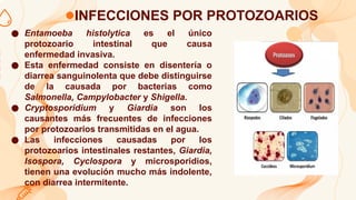 INFECCIONES POR PROTOZOARIOS
● Entamoeba histolytica es el único
protozoario intestinal que causa
enfermedad invasiva.
● Esta enfermedad consiste en disentería o
diarrea sanguinolenta que debe distinguirse
de la causada por bacterias como
Salmonella, Campylobacter y Shigella.
● Cryptosporidium y Giardia son los
causantes más frecuentes de infecciones
por protozoarios transmitidas en el agua.
● Las infecciones causadas por los
protozoarios intestinales restantes, Giardia,
Isospora, Cyclospora y microsporidios,
tienen una evolución mucho más indolente,
con diarrea intermitente.
 