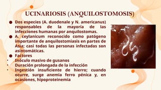 UCINARIOSIS (ANQUILOSTOMOSIS)
● Dos especies (A. duodenale y N. americanus)
responsables de la mayoría de las
infecciones humanas por anquilostomas.
● A. ceylanicum reconocido como patógeno
importante de anquilostomiasis en partes de
Asia; casi todas las personas infectadas son
asintomáticas.
● Factores
• Inóculo masivo de gusanos
• Duración prolongada de la infección
• Ingestión insuficiente de hierro; cuando
ocurre, surge anemia ferro pénica y, en
ocasiones, hipoproteinemia
 