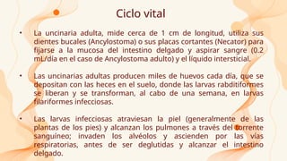 Ciclo vital
• La uncinaria adulta, mide cerca de 1 cm de longitud, utiliza sus
dientes bucales (Ancylostoma) o sus placas cortantes (Necator) para
fijarse a la mucosa del intestino delgado y aspirar sangre (0.2
mL/día en el caso de Ancylostoma adulto) y el líquido intersticial.
• Las uncinarias adultas producen miles de huevos cada día, que se
depositan con las heces en el suelo, donde las larvas rabditiformes
se liberan y se transforman, al cabo de una semana, en larvas
filariformes infecciosas.
• Las larvas infecciosas atraviesan la piel (generalmente de las
plantas de los pies) y alcanzan los pulmones a través del torrente
sanguíneo; invaden los alvéolos y ascienden por las vías
respiratorias, antes de ser deglutidas y alcanzar el intestino
delgado.
 