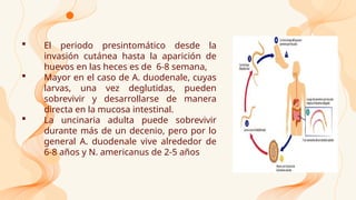  El periodo presintomático desde la
invasión cutánea hasta la aparición de
huevos en las heces es de 6-8 semana,
 Mayor en el caso de A. duodenale, cuyas
larvas, una vez deglutidas, pueden
sobrevivir y desarrollarse de manera
directa en la mucosa intestinal.
 La uncinaria adulta puede sobrevivir
durante más de un decenio, pero por lo
general A. duodenale vive alrededor de
6-8 años y N. americanus de 2-5 años
 
