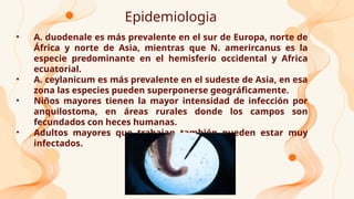 Epidemiologia
• A. duodenale es más prevalente en el sur de Europa, norte de
África y norte de Asia, mientras que N. amerircanus es la
especie predominante en el hemisferio occidental y Africa
ecuatorial.
• A. ceylanicum es más prevalente en el sudeste de Asia, en esa
zona las especies pueden superponerse geográficamente.
• Niños mayores tienen la mayor intensidad de infección por
anquilostoma, en áreas rurales donde los campos son
fecundados con heces humanas.
• Adultos mayores que trabajan también pueden estar muy
infectados.
 