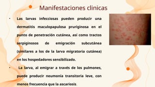 Manifestaciones clinicas
• Las larvas infecciosas pueden producir una
dermatitis maculopapulosa pruriginosa en el
punto de penetración cutánea, así como tractos
serpiginosos de emigración subcutánea
(similares a los de la larva migratoria cutánea)
en los hospedadores sensibilizado.
• La larva, al emigrar a través de los pulmones,
puede producir neumonía transitoria leve, con
menos frecuencia que la ascariosis.
 