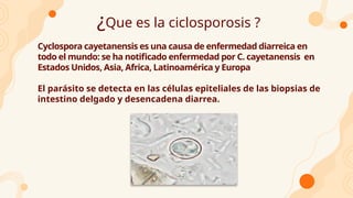 ¿Que es la ciclosporosis ?
Cyclospora cayetanensis es una causa de enfermedad diarreica en
todo el mundo: se ha notificado enfermedad por C. cayetanensis en
Estados Unidos, Asia, Africa, Latinoamérica y Europa
El parásito se detecta en las células epiteliales de las biopsias de
intestino delgado y desencadena diarrea.
 