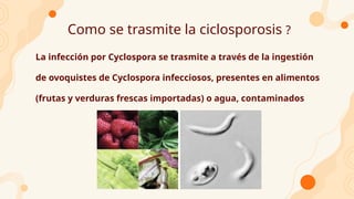 Como se trasmite la ciclosporosis ?
La infección por Cyclospora se trasmite a través de la ingestión
de ovoquistes de Cyclospora infecciosos, presentes en alimentos
(frutas y verduras frescas importadas) o agua, contaminados
 