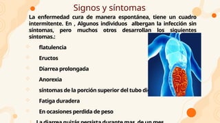Signos y síntomas
La enfermedad cura de manera espontánea, tiene un cuadro
intermitente. En , Algunos individuos albergan la infección sin
síntomas, pero muchos otros desarrollan los siguientes
síntomas.:
 flatulencia
 Eructos
 Diarrea prolongada
 Anorexia
 síntomas de la porción superior del tubo digestivo
 Fatiga duradera
 En ocasiones perdida de peso
 