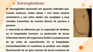 Estrongiloidosis
El Strongyloides stercoralis son gusanos redondos que,
cuando maduran, miden desde 1 mm hasta muchos
centímetros y sus ciclos vitales son complejos y muy
variados transmiten de manera directa de persona a
persona.
S. stercoralis se diferencia por su capacidad de dividirse
en el hospedador humano. La producción de larvas
infecciosas dentro del organismo facilita la perpetuación
de los ciclos de autoinfección. En el hospedador
inmunodeprimido en ocasiones se produce una amplia
diseminación de un gran número de larvas invasoras de
 