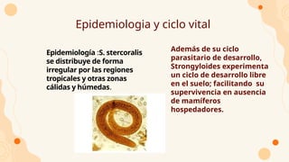 Epidemiologia y ciclo vital
● Epidemiología :S. stercoralis
se distribuye de forma
irregular por las regiones
tropicales y otras zonas
cálidas y húmedas.
● Además de su ciclo
parasitario de desarrollo,
Strongyloides experimenta
un ciclo de desarrollo libre
en el suelo; facilitando su
supervivencia en ausencia
de mamíferos
hospedadores.
 
