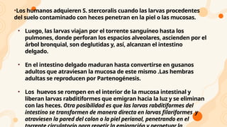 •Los humanos adquieren S. stercoralis cuando las larvas procedentes
del suelo contaminado con heces penetran en la piel o las mucosas.
• Luego, las larvas viajan por el torrente sanguíneo hasta los
pulmones, donde perforan los espacios alveolares, ascienden por el
árbol bronquial, son deglutidas y, así, alcanzan el intestino
delgado.
• En el intestino delgado maduran hasta convertirse en gusanos
adultos que atraviesan la mucosa de este mismo .Las hembras
adultas se reproducen por Partenogénesis.
• Los huevos se rompen en el interior de la mucosa intestinal y
liberan larvas rabditiformes que emigran hacia la luz y se eliminan
con las heces. Otra posibilidad es que las larvas rabditiformes del
intestino se transformen de manera directa en larvas filariformes y
atraviesen la pared del colon o la piel perianal, penetrando en el
 