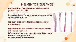 HELMINTOS (GUSANOS)
Los helmintos que parasitan a los humanos
pertenecen a dos fila:
Nemaltemintos Comprenden a los nematodos
(gusanos redondos)
incluyen a los cestodos (gusanos planos) y
trematodos.
Los helmintos son parásitos que viven dentro
del cuerpo y causan
infecciones, mientras que otros parásitos solo
están en la superficie y
se consideran infestaciones
 