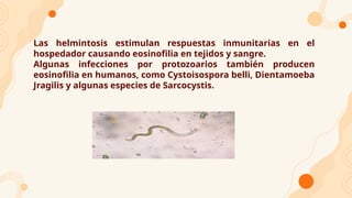 Las helmintosis estimulan respuestas inmunitarias en el
hospedador causando eosinofilia en tejidos y sangre.
Algunas infecciones por protozoarios también producen
eosinofilia en humanos, como Cystoisospora belli, Dientamoeba
Jragilis y algunas especies de Sarcocystis.
 