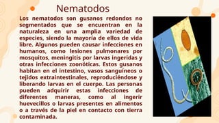 Nematodos
Los nematodos son gusanos redondos no
segmentados que se encuentran en la
naturaleza en una amplia variedad de
especies, siendo la mayoría de ellos de vida
libre. Algunos pueden causar infecciones en
humanos, como lesiones pulmonares por
mosquitos, meningitis por larvas ingeridas y
otras infecciones zoonóticas. Estos gusanos
habitan en el intestino, vasos sanguíneos o
tejidos extraintestinales, reproduciéndose y
liberando larvas en el cuerpo. Las personas
pueden adquirir estas infecciones de
diferentes maneras, como al ingerir
huevecillos o larvas presentes en alimentos
o a través de la piel en contacto con tierra
contaminada.
 