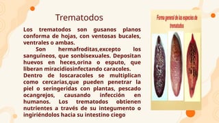 Trematodos
Los trematodos son gusanos planos
conforma de hojas, con ventosas bucales,
ventrales o ambas.
Son hermafroditas,excepto los
sanguíneos, que sonbisexuales. Depositan
huevos en heces,orina o esputo, que
liberan miracidiosinfectando caracoles.
Dentro de loscaracoles se multiplican
como cercarias,que pueden penetrar la
piel o seringeridas con plantas, pescado
ocangrejos, causando infección en
humanos. Los trematodos obtienen
nutrientes a través de su integumento o
ingiriéndolos hacia su intestino ciego
 
