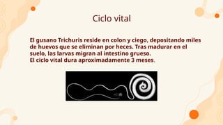 Ciclo vital
El gusano Trichuris reside en colon y ciego, depositando miles
de huevos que se eliminan por heces. Tras madurar en el
suelo, las larvas migran al intestino grueso.
El ciclo vital dura aproximadamente 3 meses.
 