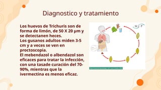 Diagnostico y tratamiento
Los huevos de Trichuris son de
forma de limón, de 50 X 20 μm y
se detectanen heces.
Los gusanos adultos miden 3-5
cm y a veces se ven en
proctoscopia.
El mebendazol o albendazol son
eficaces para tratar la infección,
con una tasade curación del 70-
90%, mientras que la
ivermectina es menos eficaz.
 