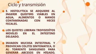 Ciclo y transmisión
● E. HISTOLYTICA SE ADQUIERE AL
INGERIR QUISTERS VIABLES EN
AGUA, ALIMENTOS O MANOS
CONTAMINADAS CON HECES
FECALES.
● LOS QUISTES LIBERAN TROFOZOÍTOS
MOVILES EN EL INTESTINO
DELGADO.
● INVADEN MUCOSA INTESTINAL Y
PROVOCAN COLITIS SINTOMATICA, O
AL TORRENTE SANGUINEO PARA
GENERAR ABCESOS EN HÍGADO,
 