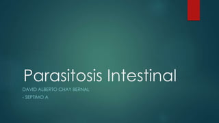 Parasitosis Intestinal
DAVID ALBERTO CHAY BERNAL

- SEPTIMO A

 