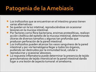  Los trofozoítos que se encuentran en el intestino grueso tienen
varias alternativas:
 Se quedan en la luz intetinal, reproduciéndose sin ocasionar
lesiones en la mucosa intestinal.
 Por factores como flora bacteriana, enzimas proteolíticas, realizan
acción citolítica del epitelio de la mucosa intestinal, determinando
úlceras de diversos tamaños y algunas tan profundas que
producen perforación de la pared intestinal.
 Los trofozoítos pueden alcanzar los vasos sanguíneos de la pared
intestinal y por vía hematógena llegar a todos los órganos,
pudiendo ser destruídos por la inmunidad local, celular o
reproducirse y ocasionar abscesos.
 La respuesta inflamatoria puede determinar la presencia de tejido
granulomatoso de tejido intersticial en la pared intestinal dando
lugar a una lesión de aspecto tumoral: el ameboma.
 