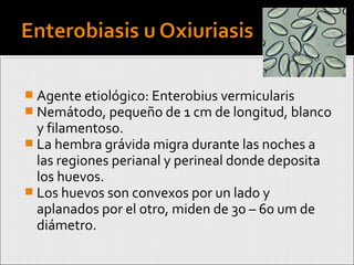  Agente etiológico: Enterobius vermicularis
 Nemátodo, pequeño de 1 cm de longitud, blanco
y filamentoso.
 La hembra grávida migra durante las noches a
las regiones perianal y perineal donde deposita
los huevos.
 Los huevos son convexos por un lado y
aplanados por el otro, miden de 30 – 60 um de
diámetro.
 