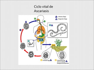 Ciclo vital de
Ascariasis
 